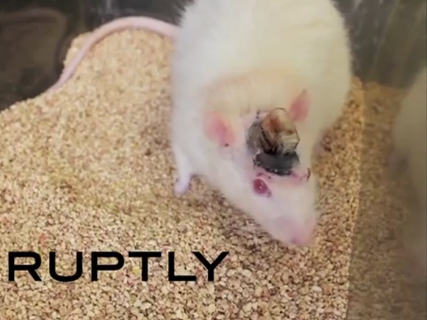 Chuột được cấy ghép não nhân tạo vẫn sống khỏe