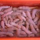 Trung Quốc biến đổi thành công gene hải sâm trắng