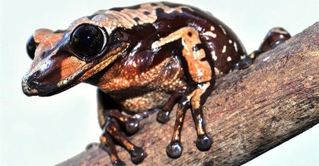 Hai loài ếch mới có độc tố kinh khủng hơn cả rắn hổ