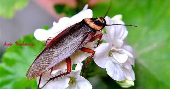 Điểm danh 10 động vật kỳ dị bị đứt đầu vẫn... sống