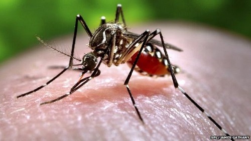 Diệt muỗi mang ký sinh trùng sốt rét bằng mùi hôi chân
