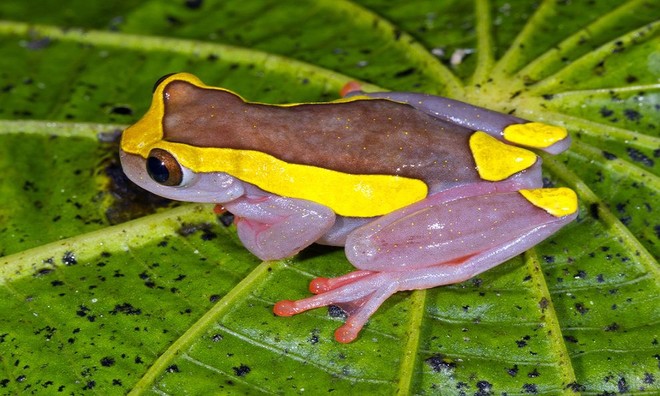 Sắc màu rực rỡ nổi bật của loài ếch cây