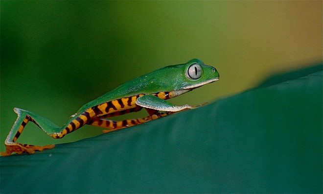 Sắc màu rực rỡ nổi bật của loài ếch cây