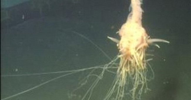 Phát hiện "quái vật Spaghetti bay" dưới biển sâu ở Angola