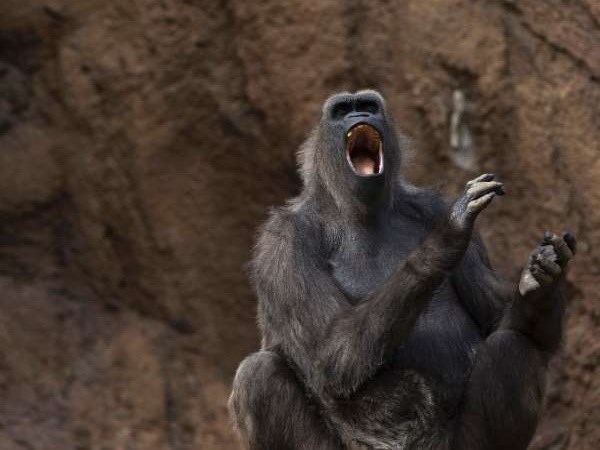 Loài khỉ có khả năng "nói" được tiếng người?