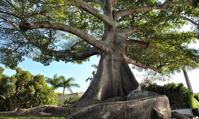 Mô hình gốc cây cổ thụ kì dị thích hợp trang trí tiểu cảnh bể thủy sinh  chụp ảnh bonsai DIY  Lazadavn