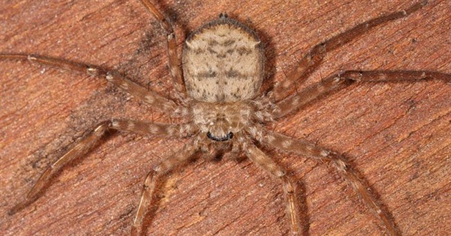 Phát hiện loài nhện biết "bay” tại Nam Mỹ