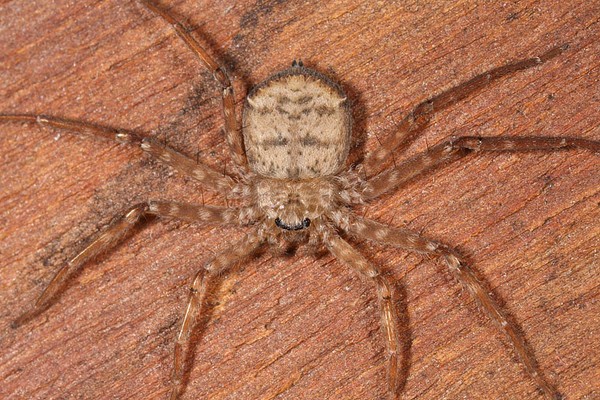 Phát hiện loài nhện biết "bay” tại Nam Mỹ