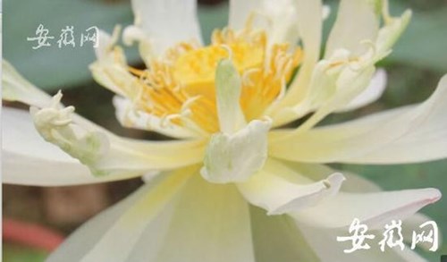 Hạt sen 600 tuổi bất ngờ "thức dậy" nở hoa ở Trung Quốc