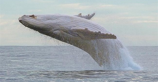 Loài vật hiếm nhất hành tinh đột nhiên xuất hiện