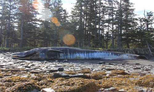 30 con cá voi chết bí ẩn ở vịnh Alaska