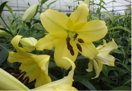 Việt Nam nhân giống và sản xuất thành công hoa lily Manissa và Belladonna