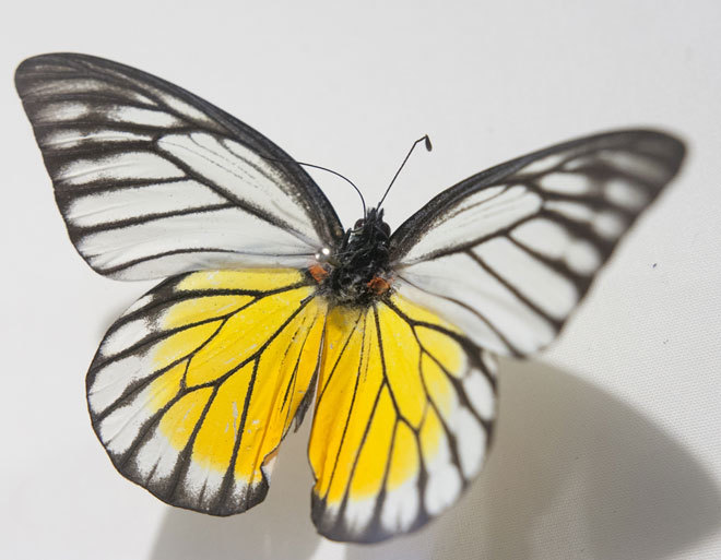 Chiêm ngưỡng những loài bướm đẹp, kỳ lạ ở Việt Nam