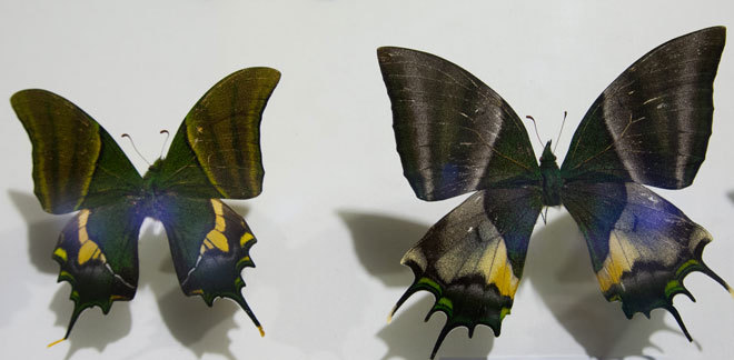 Chiêm ngưỡng những loài bướm đẹp, kỳ lạ ở Việt Nam