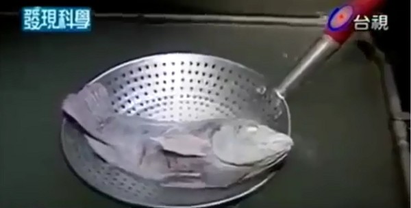 Tại sao cá có thể "hồi sinh" sau khi bị đóng băng ở - 32 độ C