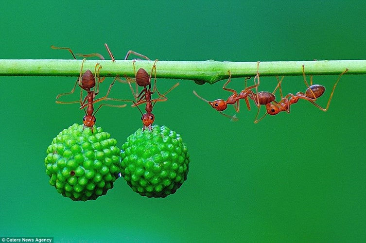 Sức mạnh siêu nhân của kiến đỏ