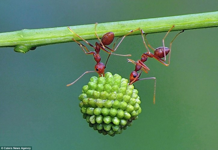 Sức mạnh siêu nhân của kiến đỏ