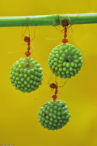 Sức mạnh siêu nhân của kiến đỏ