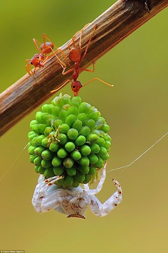 Sức mạnh siêu nhân của kiến đỏ