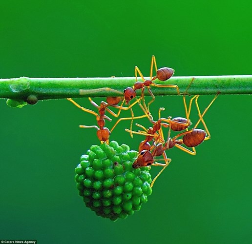 Sức mạnh siêu nhân của kiến đỏ