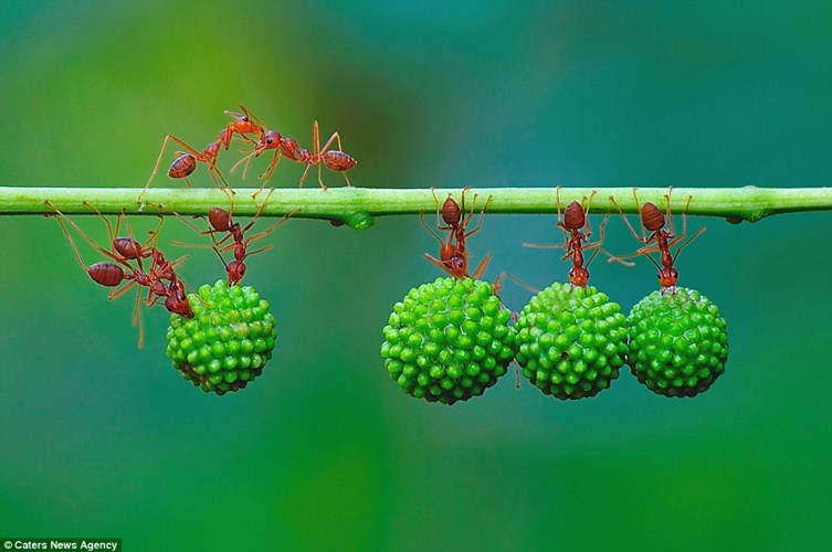 Sức mạnh siêu nhân của kiến đỏ