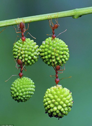 Sức mạnh siêu nhân của kiến đỏ