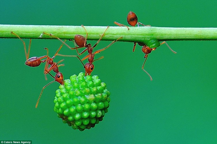 Sức mạnh siêu nhân của kiến đỏ