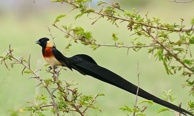 Chim phượng hoàng đất – Cách nuôi, nguồn gốc và đặc điểm