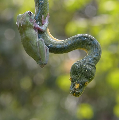 It's heart-stopping to see a frog boldly climb onto the neck of a giant python