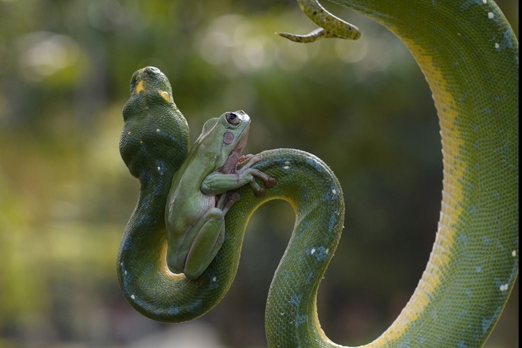 Es de infarto ver cómo una rana trepa atrevidamente al cuello de una pitón gigante