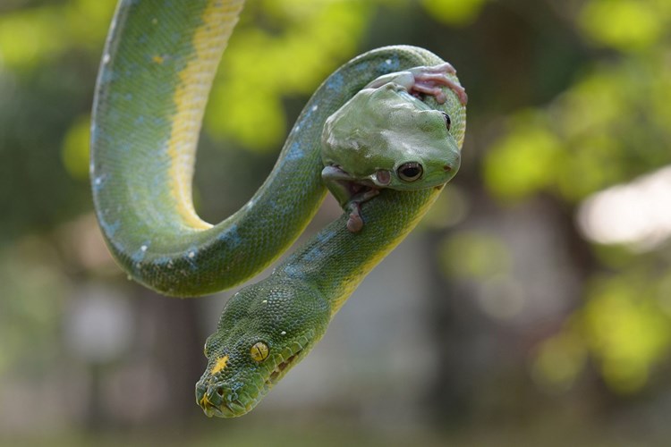 Es de infarto ver cómo una rana trepa atrevidamente al cuello de una pitón gigante