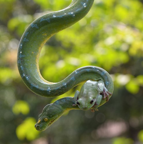 It's heart-stopping to see a frog boldly climb onto the neck of a giant python