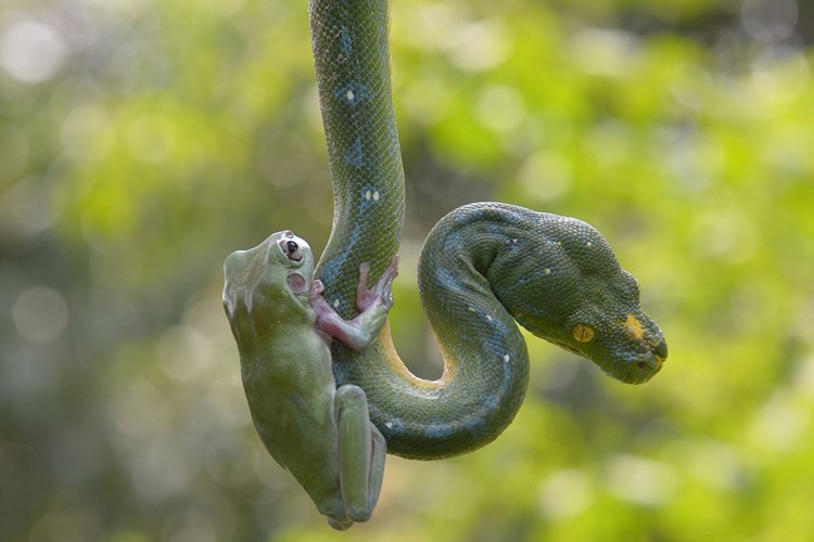 It's heart-stopping to see a frog boldly climb onto the neck of a giant python