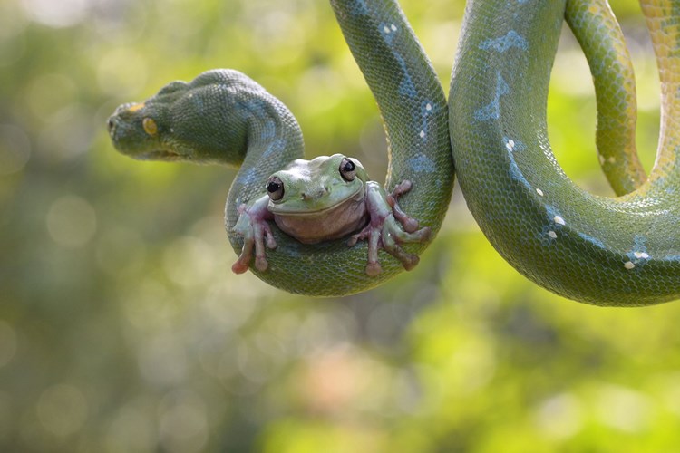 Es de infarto ver cómo una rana trepa atrevidamente al cuello de una pitón gigante