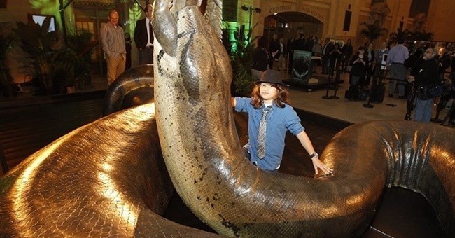 Những loài trăn sinh ra đã được quyết định thành quái vật khổng lồ