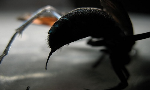 Ong Tarantula Hawk có vết đốt đau như 