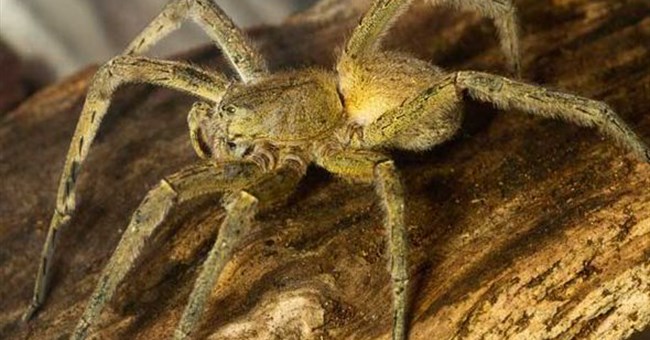 Giật mình trước 5 loài nhện khổng lồ trên thế giới