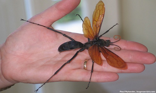 Ong Tarantula Hawk có vết đốt đau như "ngồi trên ghế điện"