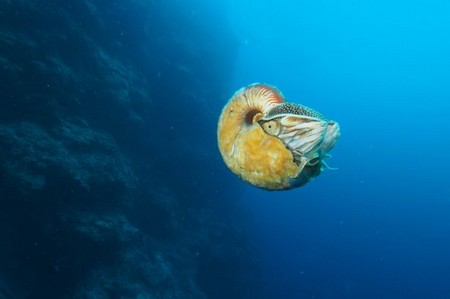 Loài ốc biển 500 triệu năm tuổi cực hiếm sau 31 năm mất tích