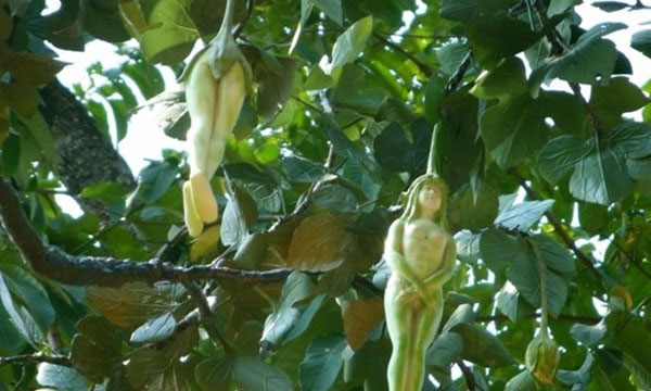 Video: Choáng với loại cây có quả hình... cô gái khỏa thân