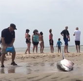 Video: Giải cứu cá mập trắng mắc kẹt trên bờ biển