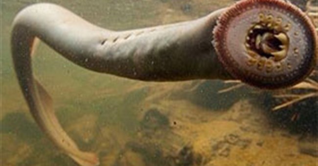 Quái ngư thời tiền sử tái xuất hiện ở các con sông nước Anh