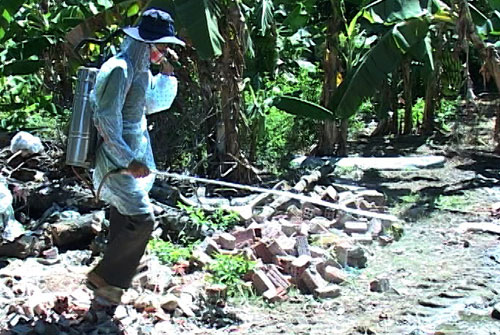 Cúm H5N1 xuất hiện trên gia cầm ở Ninh Thuận