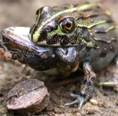 Các nhà khoa học phát hiện ếch ăn thịt cả đồng loại