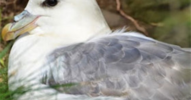 Một loạt cơ chế phòng vệ "nghe là buồn nôn" của động vật