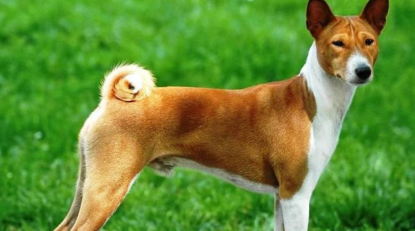 Điểm danh những giống chó nguy hiểm nhất thế giới
