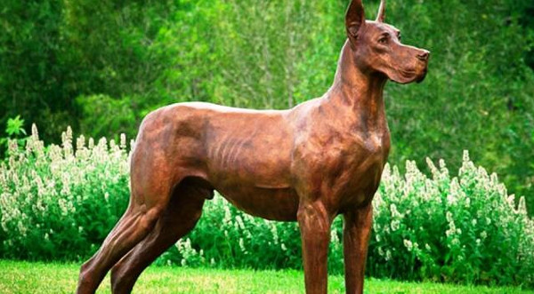 Điểm danh những giống chó nguy hiểm nhất thế giới