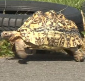 Video: Con rùa nhanh nhất thế giới