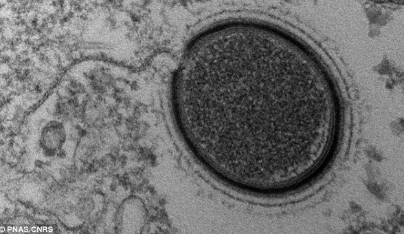 Hồi sinh virus cổ đại 30.000 năm tuổi