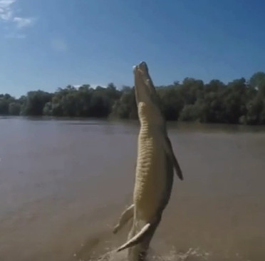 Video: Cá sấu bật nhảy thẳng đứng đớp mồi
